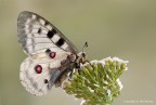 Farfalla apollo (Parnassius apollo)