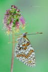 Melitaea phoebe Melitaea phoebe