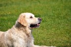 Golden Retriever Golden Retriever