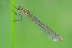 Pyrrhosoma nymphula Pyrrhosoma nymphula