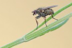 Coenosia tigrina Coenosia tigrina