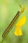 Apopestes sprctrum (Noctuidae) Apopestes sprctrum (Noctuidae)
