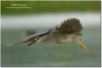 Nitticora(Nycticorax nycticorax)-#2 Nitticora(Nycticorax nycticorax)-#2