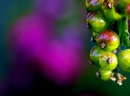 Ribes