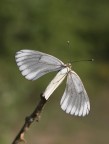 Aporia da poco sfarfallata... Aporia da poco sfarfallata...