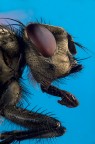 Il profilo della mosca Il profilo della mosca