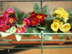 fiori di casa mia fiori di casa mia