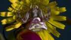 FIOR FRA I FIORI:)...PROVE TECNICHE :) FIOR FRA I FIORI:)...PROVE TECNICHE :)
