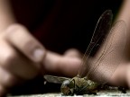 perchè non vola più? perchè non vola più?