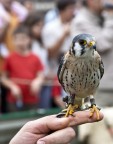 American Kestrel (falco sparverius) American Kestrel (falco sparverius)
