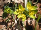 Euphorbiae Euphorbiae