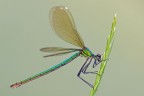 Calopteryx splendens Calopteryx splendens