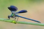 Calopteryx splendens- maschio