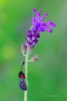 Zygaena oxytropis II