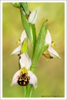 Ophrys apifera Ophrys apifera