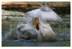 Cigno selvatico Cigno selvatico