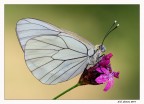 Leggerissima Leggerissima