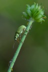 Phyllobius maculicornis (Curculionidae) Phyllobius maculicornis (Curculionidae)