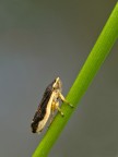 cicalina