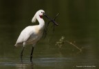 Spatola bianca (Platalea leucorodia) Spatola bianca (Platalea leucorodia)