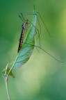 Tipulidae