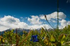 Fioriture alpine Fioriture alpine