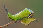 Cerura vinula Cerura vinula