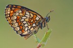 Melitaea athalia