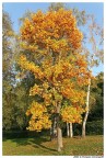 L'Autunno L'Autunno