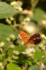 Farfallina Farfallina