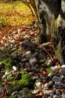 Sottobosco autunnale Sottobosco autunnale