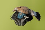 Primo volo Primo volo