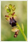 HR: http://s6.imagestime.com/out.php/i563166_HR.jpg

Altra orchidea fotografata gioni fa sui Monti Sicani AG

Non � stata facile identificarla e tuttora ci sono delle incertezze sulla specie, comunque mi hanno detto che al 90% si tratta di O. obaesa, confermate???

Un saluto
Francesco

HO INSERITO IL MIO PORTFOLIO CON IMMAGINI IN HD http://www.istintifotografici.it