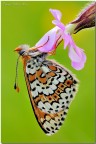 Melitaea cinxia Melitaea cinxia