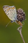 Lycaena tityrus