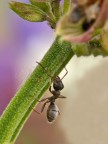 formica formica