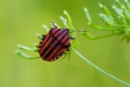 Graphosoma italicum