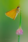 Thymelicus sylvestris Thymelicus sylvestris
