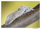 Cerura Vinula Cerura Vinula