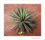 La foglia...prigioniera