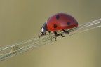 Coccinela Coccinela
