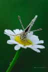 Melitaea phoebe Melitaea phoebe