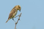 Stiaccino ( Saxicola rubetra ) Stiaccino ( Saxicola rubetra )