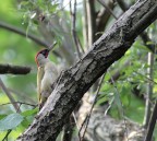 Picchio verde maschio