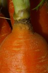 Carota