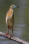 SGARZA CIUFFETTO......... SGARZA CIUFFETTO.........