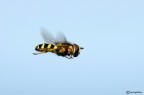 Piccolo Syrphidae in volo