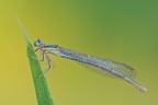 Platycnemis pennipes Platycnemis pennipes