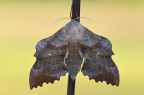 Laothoe populi Laothoe populi