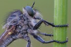 Asilidae da vicino Asilidae da vicino